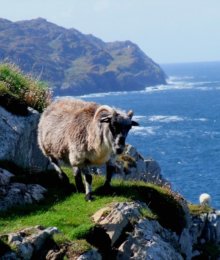 sheep_ireland_walking_tour.jpg